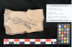 Foto (Objekt + Etikett) von Lomatia synaphaeaefolia Unger (NHMW-GEO-2024-0188-11434)